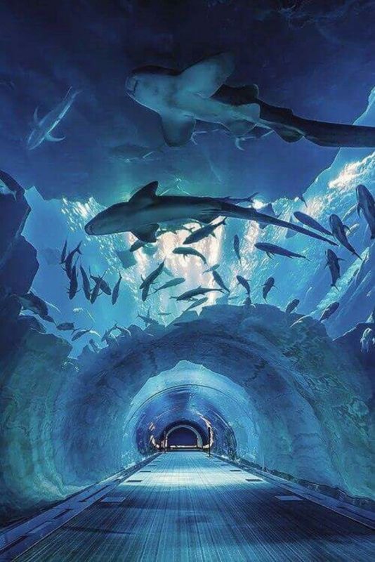 Hurghada Grand Aquarium Tour