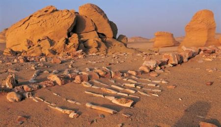 Wadi El Hitan