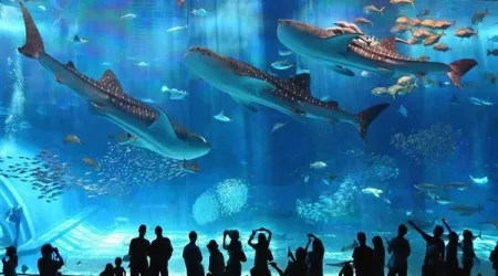Tour al Acuario de Hurghada
