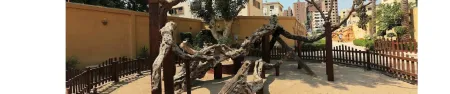  L'arbre de la Vierge Marie 