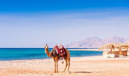 chameau à Hurghada 