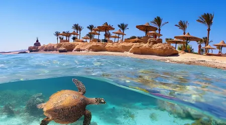 Snorkel En Marsa Alam: Bahías Con Tortugas Y Cómo Llegar A Ellas
